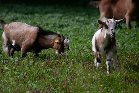 Ziegen im Streichelzoo